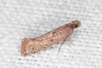 Acrolepiopsis vesperella