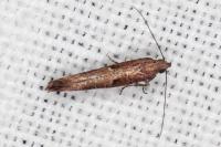 Acrolepiopsis vesperella