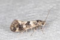 Denisia lutea