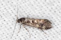 Denisia lutea