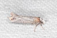 Pseudoswammerdamia combinella