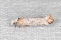 Pseudoswammerdamia combinella