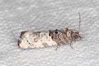 Phaneta pauperana