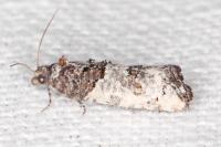 Phaneta pauperana