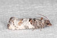 Phaneta pauperana