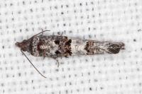 Phaneta pauperana