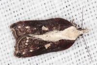 Acleris cristana