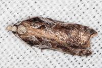 Acleris cristana