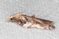 Acleris cristana