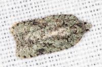 Acleris literana
