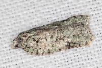 Acleris literana