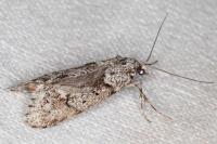 Diurnea fagella