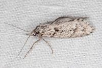 Diurnea fagella