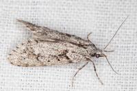 Diurnea fagella