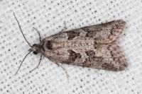 Cnephasia