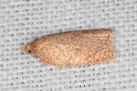 Acleris quercinana