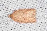 Acleris quercinana