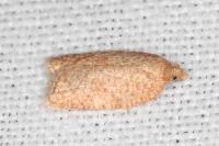 Acleris quercinana