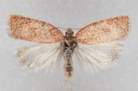 Acleris quercinana