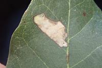 Ectoedemia heringella