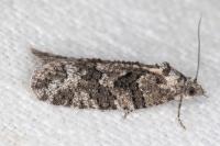 Cnephasia cupressivorana