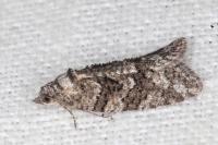 Cnephasia cupressivorana