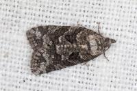 Cnephasia cupressivorana