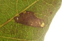 Ectoedemia heringella