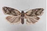 Cnephasia cupressivorana