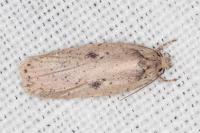 Agonopterix yeatiana