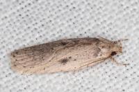 Agonopterix yeatiana