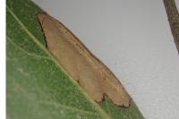 Phyllonorycter messaniella