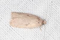 Agonopterix yeatiana