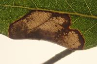 Phyllonorycter messaniella
