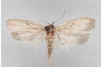 Agonopterix yeatiana