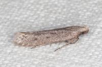 Oxypteryx helotella