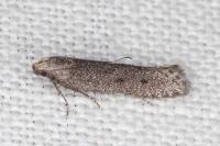 Oxypteryx helotella