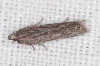Oxypteryx helotella
