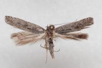 Oxypteryx helotella