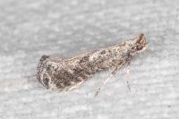Parornix anglicella