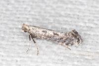 Parornix anglicella
