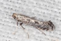 Parornix anglicella