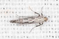 Parornix anglicella