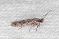 Carpatolechia decorella