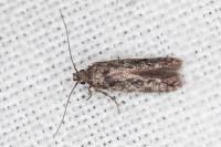 Carpatolechia decorella
