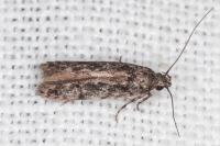 Carpatolechia decorella