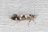 Denisia lutea