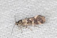 Denisia lutea