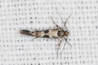 Denisia lutea