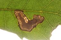 Stigmella suberivora